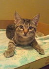 Reagan the Snuggling Kitten