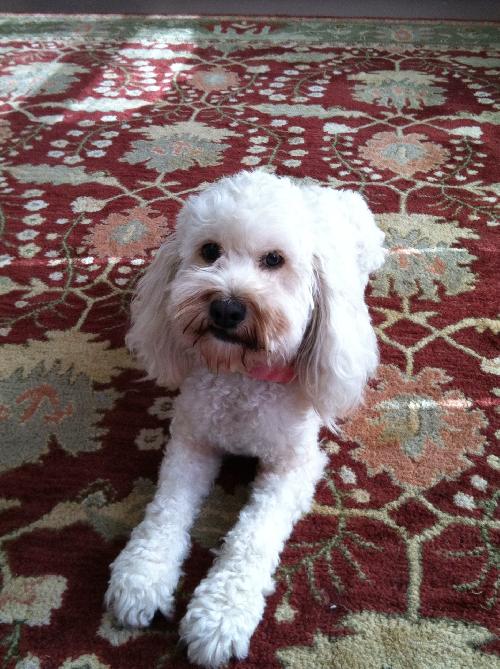 Dwight Howard the Cockapoo