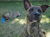Zoe the Shepherd Mix