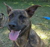 Zoe the Shepherd Mix