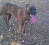 Zoe the Shepherd Mix