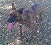 Zoe the Shepherd Mix