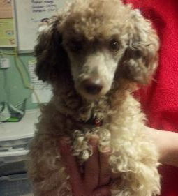 Cinnamon 2024 mini poodle