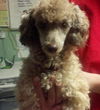 Cinnamon the Mini-Poodle