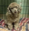 Cinnamon the Mini-Poodle