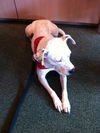 Brinn the Sweet Little Girl