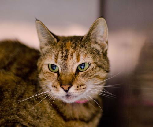 Abby the Green-Eyed Tiger