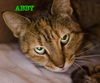 Abby the Green-Eyed Tiger