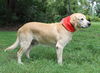 Winston Churchill the Labrador Retervier
