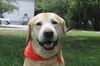 Winston Churchill the Labrador Retervier