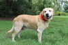 Winston Churchill the Labrador Retervier