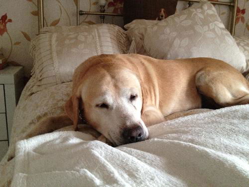Winston Churchill the Labrador Retervier