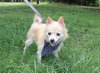 Alvan the Pomeranian Mix
