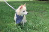Alvan the Pomeranian Mix