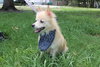 Alvan the Pomeranian Mix