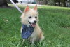 Alvan the Pomeranian Mix