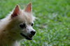 Alvan the Pomeranian Mix
