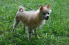Alvan the Pomeranian Mix