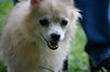 Alvan the Pomeranian Mix