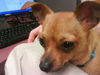 Taquito the Chihuahua
