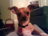 Taquito the Chihuahua
