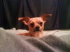 Taquito the Chihuahua