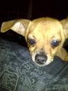 Taquito the Chihuahua