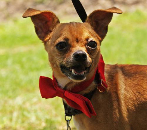 Taquito the Chihuahua
