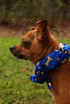 Taquito the Chihuahua