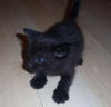 Shae the Princess Kitten