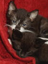 Shae the Princess Kitten