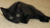 Shae the Princess Kitten