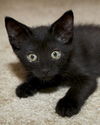 Shae the Princess Kitten