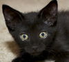 Shae the Princess Kitten