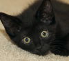 Shae the Princess Kitten