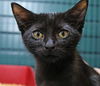 Shae the Princess Kitten