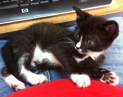 Sammy the Kitten