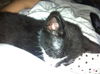 Squirmy the Kitten