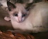 Dax the Snowshoe Siamese  Kitten