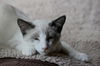 Dax the Snowshoe Siamese  Kitten