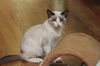 Dax the Snowshoe Siamese  Kitten