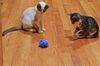 Dax the Snowshoe Siamese  Kitten