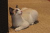 Dax the Snowshoe Siamese  Kitten