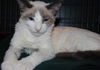 Dax the Snowshoe Siamese  Kitten