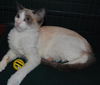Dax the Snowshoe Siamese  Kitten