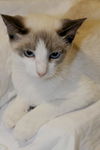 Dax the Snowshoe Siamese  Kitten