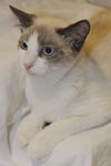 Dax the Snowshoe Siamese  Kitten