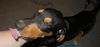 Wickham the Coonhound Mix
