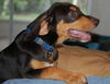 Wickham the Coonhound Mix