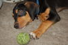 Wickham the Coonhound Mix